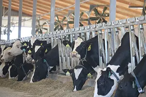 Four ways rumen-protected fats provide dairy rations with ‘safe’ energy