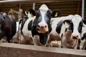 KPI Report Highlights Changes in Key Dairy PerformanceÂ 