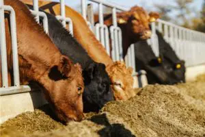 Can Your Feed Software Prove Your Sustainability?