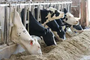 Mitigating Heat Stress in Cows with Rumen-Protected Fats