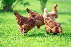 SustellÂ®Â andÂ PoultryPlanÂ tackle growing demand for poultry footprint dataÂ 