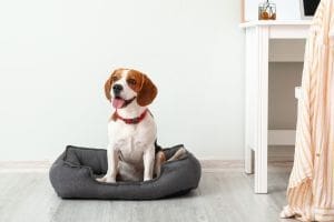 PRIOME-metabolic-health postbiotic wins award for dog health